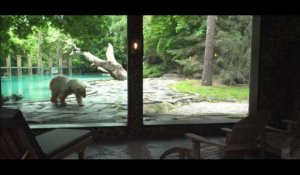 Capital : une chambre d'hôtel insolite dans l'enclos d'un ours polaire (vidéo)