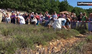 Vaucluse : Sault fête la lavande