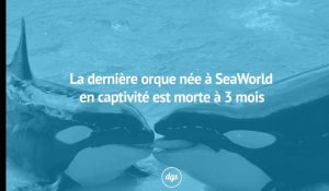La dernière orque née en captivité à SeaWorld est morte à l'âge de trois mois