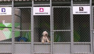 Mexique: les chiens errants du métro ont leur refuge