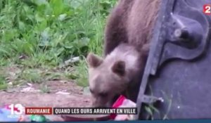 Roumanie : Des ours affamés dans les rues de la ville de Tusnad (vidéo) 