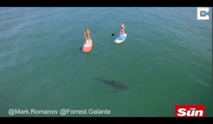 Deux jeunes femmes font du paddle entourées de grands requins blancs (vidéo) 