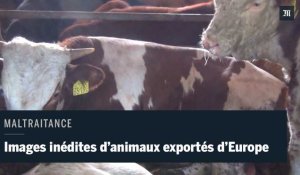En Méditerranée, le calvaire de bovins exportés par l'Europe