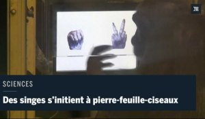 Une étude montrent des chimpanzés apprendre les règles de pierre-feuille-ciseaux