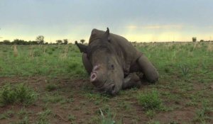 Afrique du Sud: un éleveur veut vendre de la corne de rhinocéros