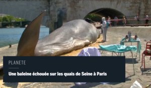 Un baleine à Paris pour sensibiliser à la protction de l'environnement 