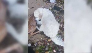 Un chien sauve un faon de la noyade, les images touchantes ! (Vidéo)