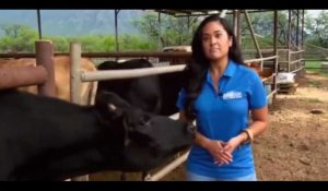 Une journaliste sexy se fait lécher le sein par une vache (vidéo)