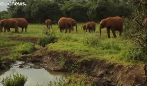 Au Kenya, l'orphelinat des éléphants