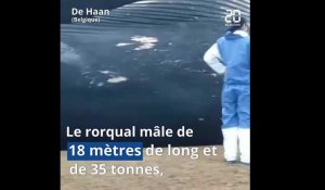 Belgique: Une baleine de 18 mètres s'échoue sur une plage
