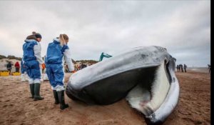 Une baleine a été retrouvée sur une plage du Coq
