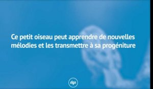 Ce petit oiseau est capable d'apprendre de nouvelles mélodies et les transmettre à sa progéniture