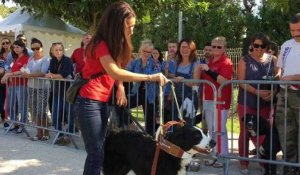 L'Isle-sur-la-Sorgue : journées portes ouvertes de la fondation Frédéric Gaillanne pour les chiens guides d'aveugles