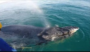 Australie: une baleine coincée dans un filet anti-requins sauvée