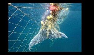 Un baleineau sauvé d'un filet anti-requin en Australie