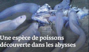 Des poissons-limaces découverts dans les abysses