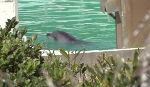  Honey, le dauphin abandonné dans un parc au Japon- images @Peace