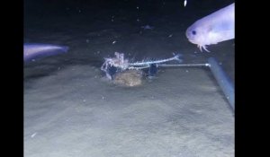 3 nouvelles espèces de poissons découvertes à 7500 m de profondeur