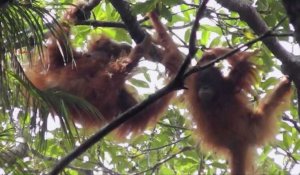 Indonésie: une espèce rare d'orang-outan menacée par un barrage
