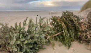 A Merlimont, la ville place les sapins de Noël sur la sable pour reconstruire une dune