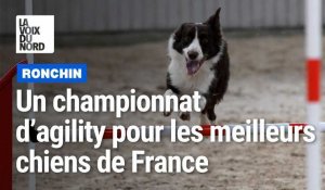 A Ronchin, les athlètes sont des chiens, les meilleurs de France