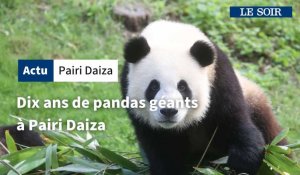 Dix ans de pandas géants à Pairi Daiza