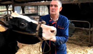 Nort-Leulinghem: deux vaches de Dominique Lecoq participent au Salon de l'agriculture