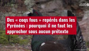 VIDEO. Des « coqs fous » repérés dans les Pyrénées : pourquoi il ne faut les approcher 