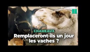 Au Salon de l'agriculture, les chameaux remplaceront-ils les vaches ?