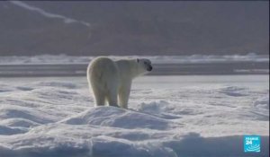 L'ours polaire, un animal érigé en étendard du changement climatique