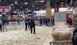 Au salon de l'agriculture, Patrick Vaniet termine à la sixième place du concours de moutons boulonnais