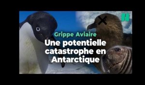 La grippe aviaire a atteint l’Antarctique, une potentielle catastrophe pour les manchots