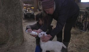 CRISE AGRICOLE / L'appel à l'aide d'une éleveuse de chèvres de Billy