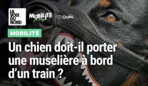 Une muselière dans le train : est-ce obligatoire pour mon chien ?