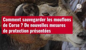 VIDÉO. Comment sauvegarder les mouflons de Corse ? De nouvelles mesures de protection prés