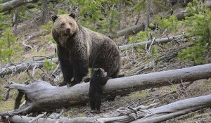 Slovaquie : un ours recherché après une nouvelle attaque