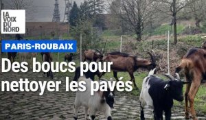 À Wallers, des boucs désherbent les pavés avant le Paris-Roubaix