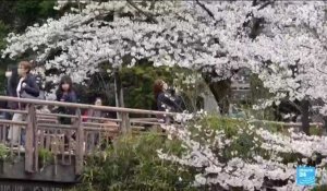 Japon : la saison des cerisiers en fleurs bat son plein à Tokyo