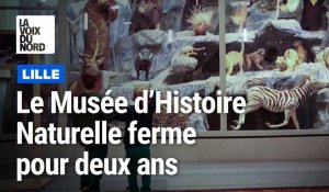 Lille - Ambiance au musée d’histoire naturelle