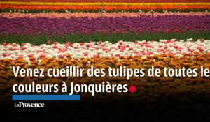 Venez cueillir des tulipes de toutes les couleurs à Jonquières