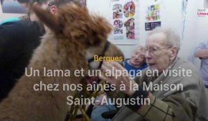 Bergues : un lama et un alpaga en visite chez nos aînés à la Maison Saint-Augustin