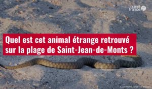 VIDÉO. Quel est cet animal étrange retrouvé sur la plage de Saint-Jean-de-Monts ?
