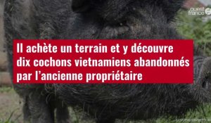 VIDÉO. Il achète un terrain et y découvre dix cochons vietnamiens abandonnés par l’ancienne propriét