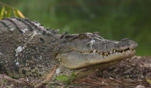 Australie: du risque d'extinction au "paradis" des crocodiles