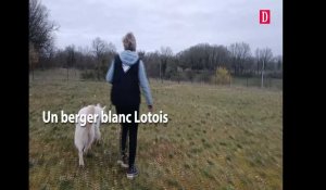 Un berger blanc Lotois, vice-championne de France des chiens truffiers
