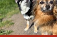 #adopteunanimal - Deux chihuahuas à adopter ensemble à l'APA du Puy-de-Dôme