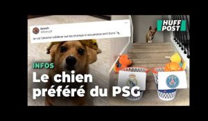 Ligue des champions : Pourquoi ce chien est la coqueluche des supporters du PSG