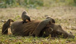 Kalahari, l'autre loi de la jungle