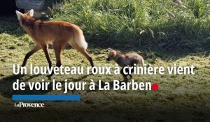 Un louveteau roux a crinière vient de voir le jour au parc animalier de La Barben