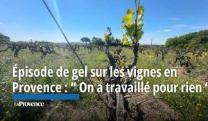 Épisode de gel sur les vignes en Provence : “ On a travaillé pour rien “